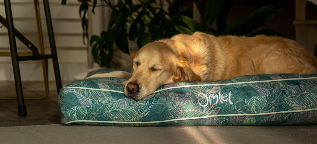 Retriever hviler på en komfortabel og stilfuld Omlet pudeseng til hunde