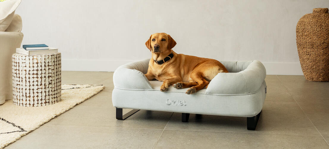 Retriever ligger i smart og stilfuld hundeseng med sorte skinneben.