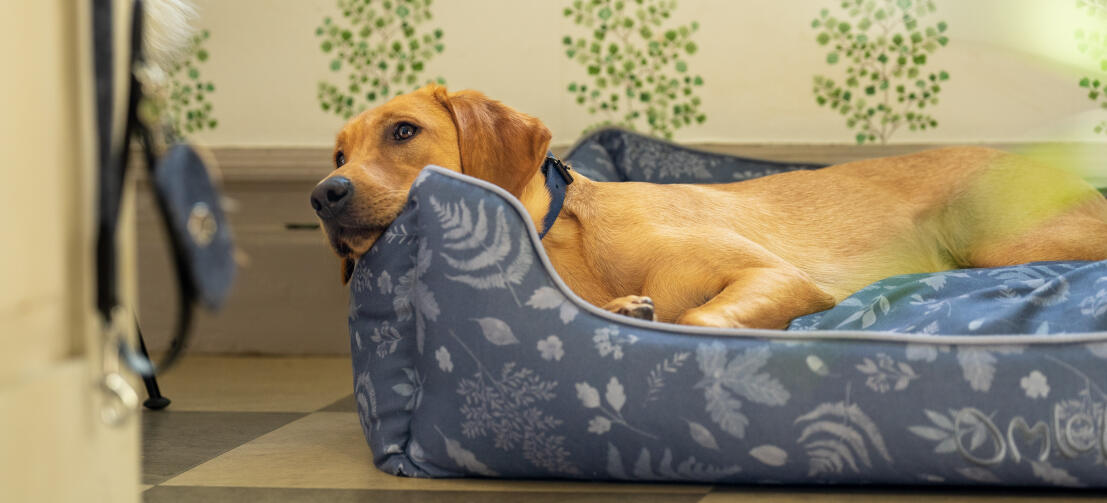 Retriever hviler sit hoved på den støttende Omlet rede-seng til hunde