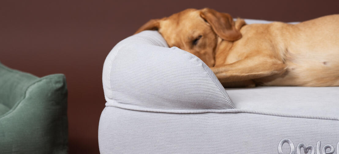Retriever sover på en hyggelig Omlet hundeseng med støttekant