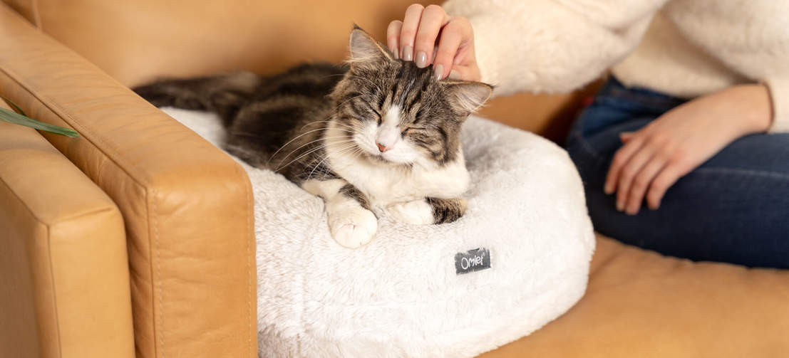 kat sover på snehvid donut katteseng