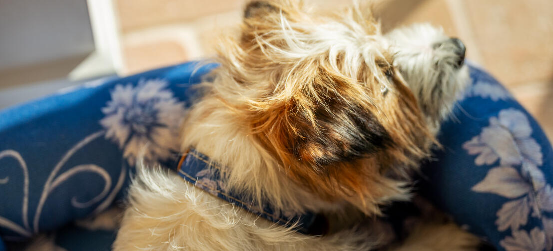 Terrier slapper af på en Omlet hundeseng med støttekant