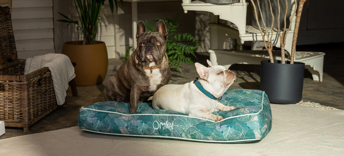 To frenchies deler en stilfuld mønstret Omlet pudeseng til hunde