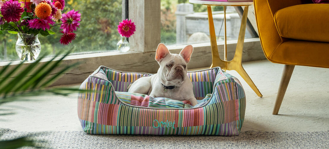 Hvid frenchie ligger i en behagelig og stilfuld Omlet rede-seng til hunde