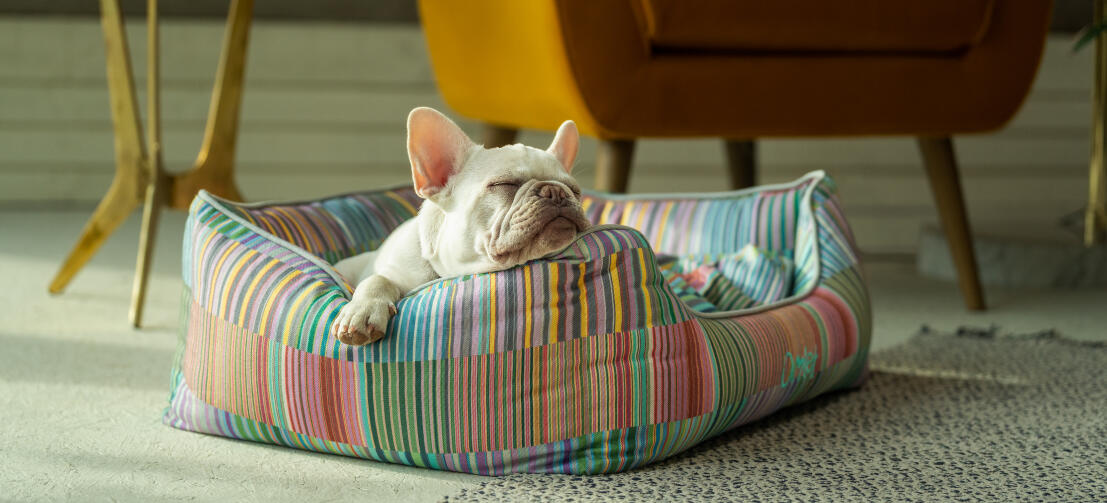 Hvid frenchie hviler sit hoved på den støttende og stilfulde Omlet rede-seng til hunde