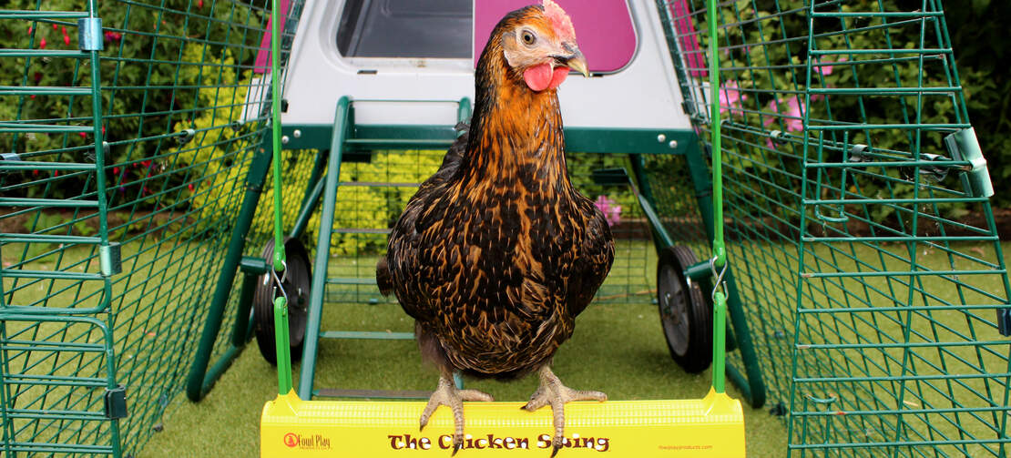 Miss Pepperpot sidder på hønsegyngen i et Eglu Go UP med hønsegård