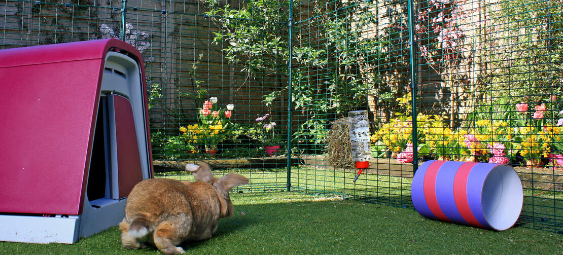 kaniner elsker at hoppe rundt i den store udendørs indhegning