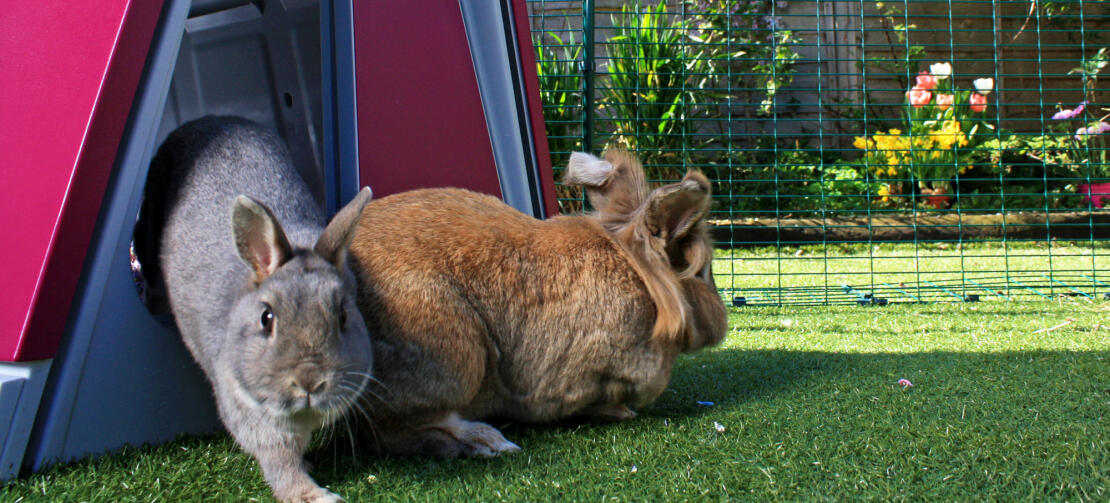 Ved at placere et kaninhus i gården kan du give dine kaniner et privat sted, hvor de kan finde ly og hvile sig