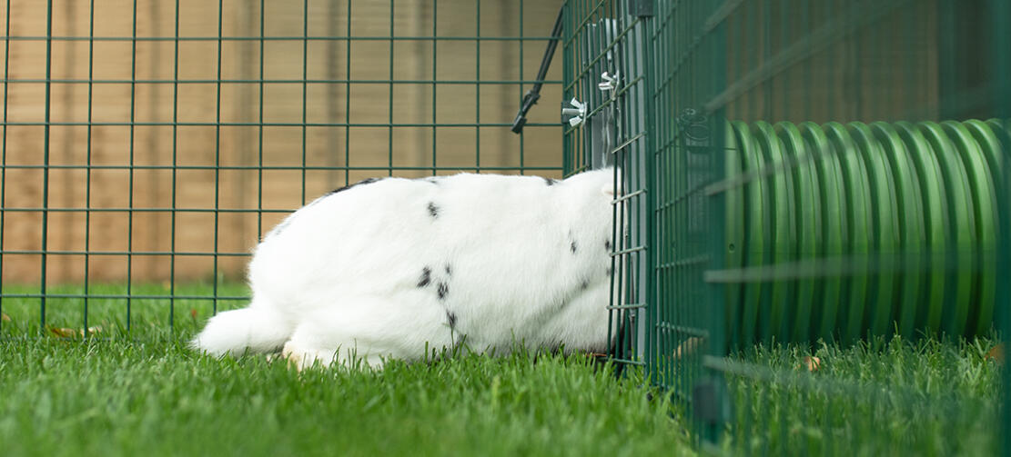 Rabbit går ind Omlet Zippi tunnel til kaniner