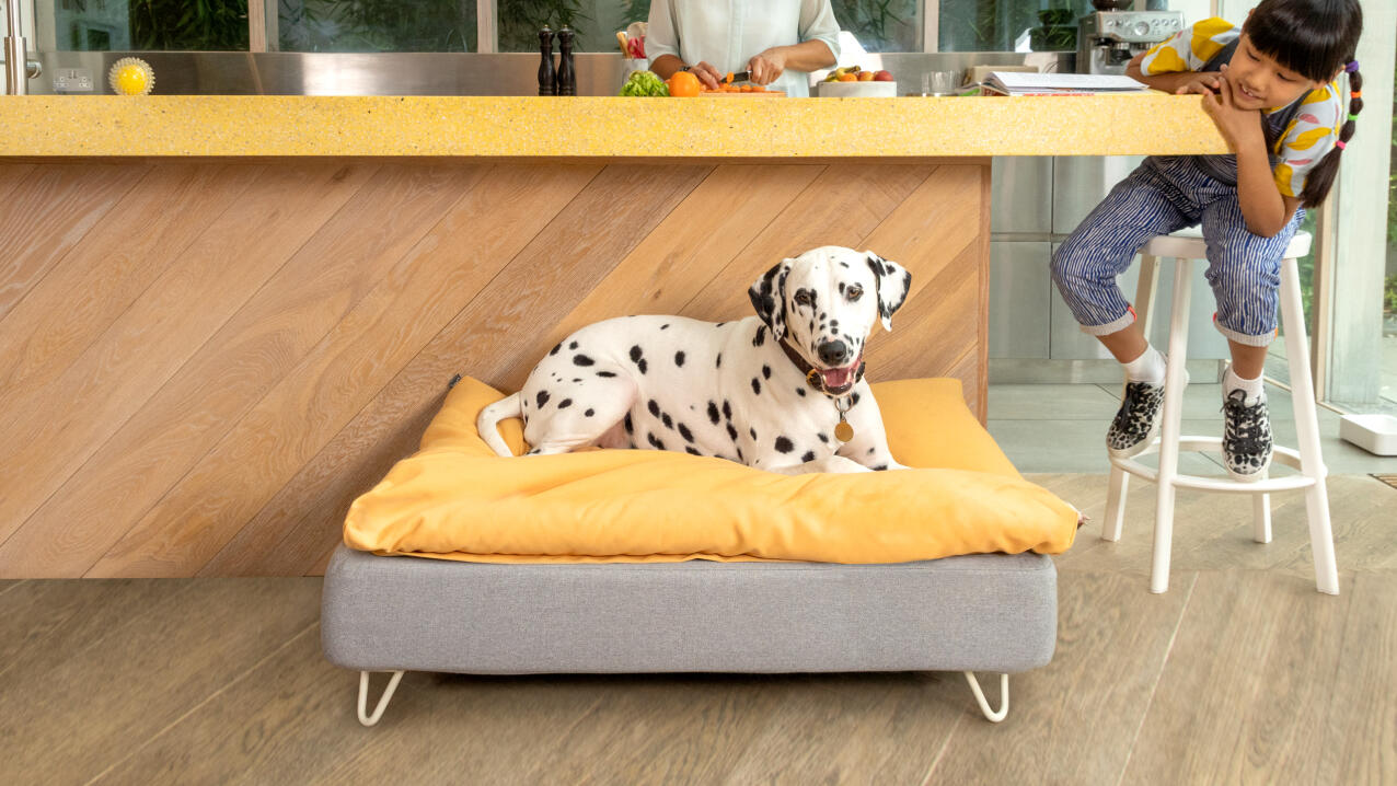 Dalmatiner på en Topology hundeseng med en gul sækkestol i et moderne køkken
