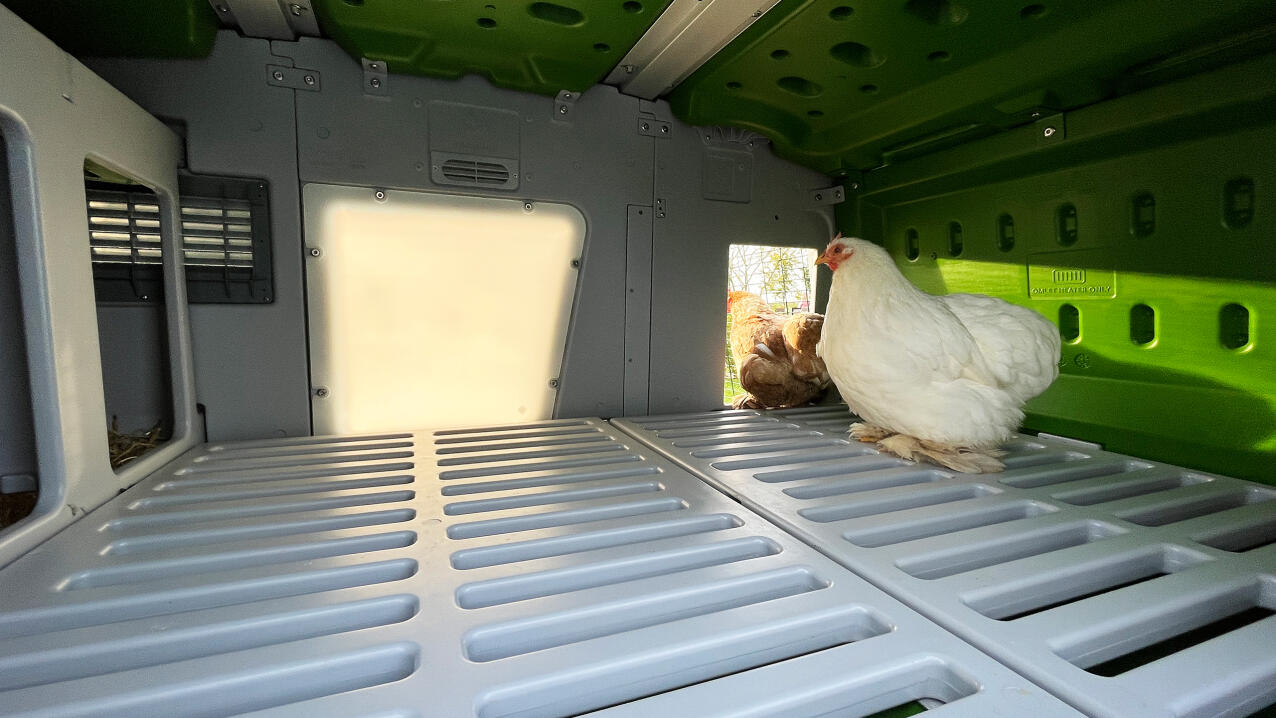 Kyllinger nyder dagslyset, der kommer ind i Eglu pro med panelet Lux 