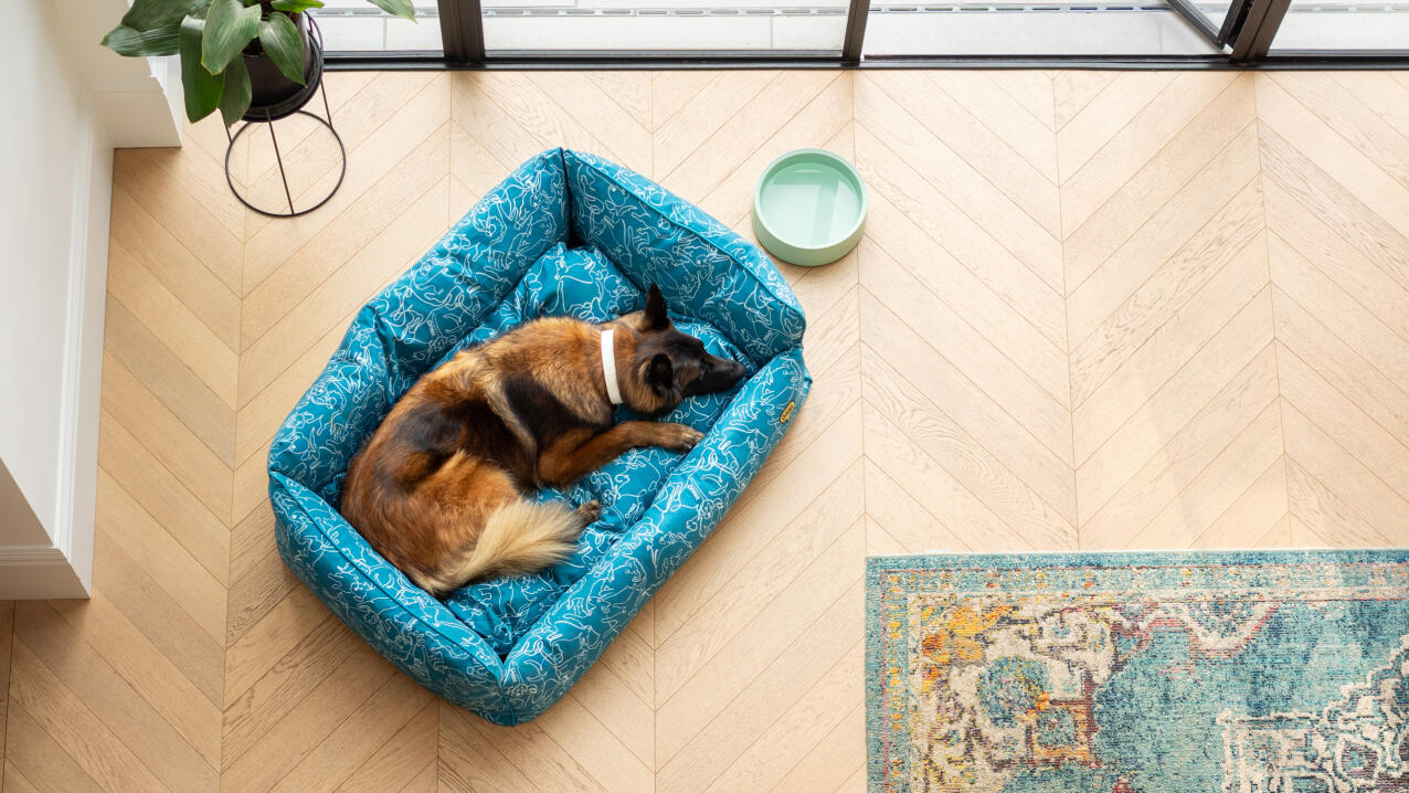 Luftfoto af en schæferhund, der ligger i en blå hundeseng i et moderne hjem