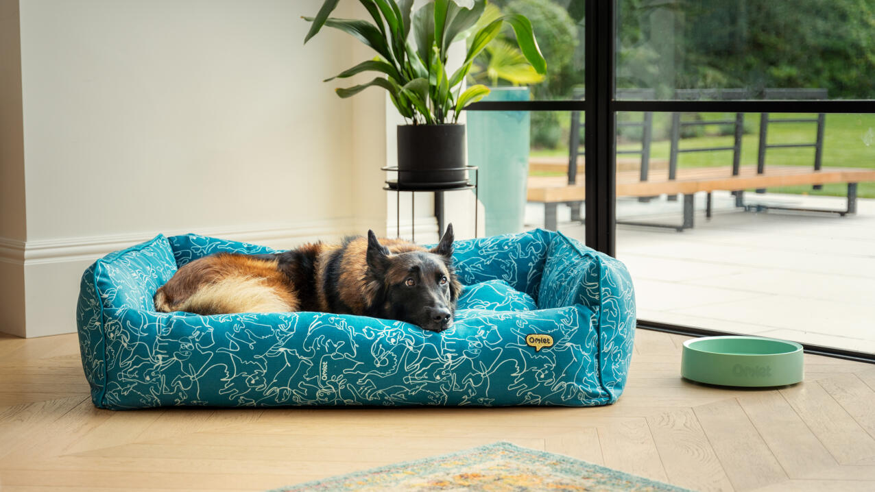 Schæferhund ligger i en blå hundeseng i en moderne stue