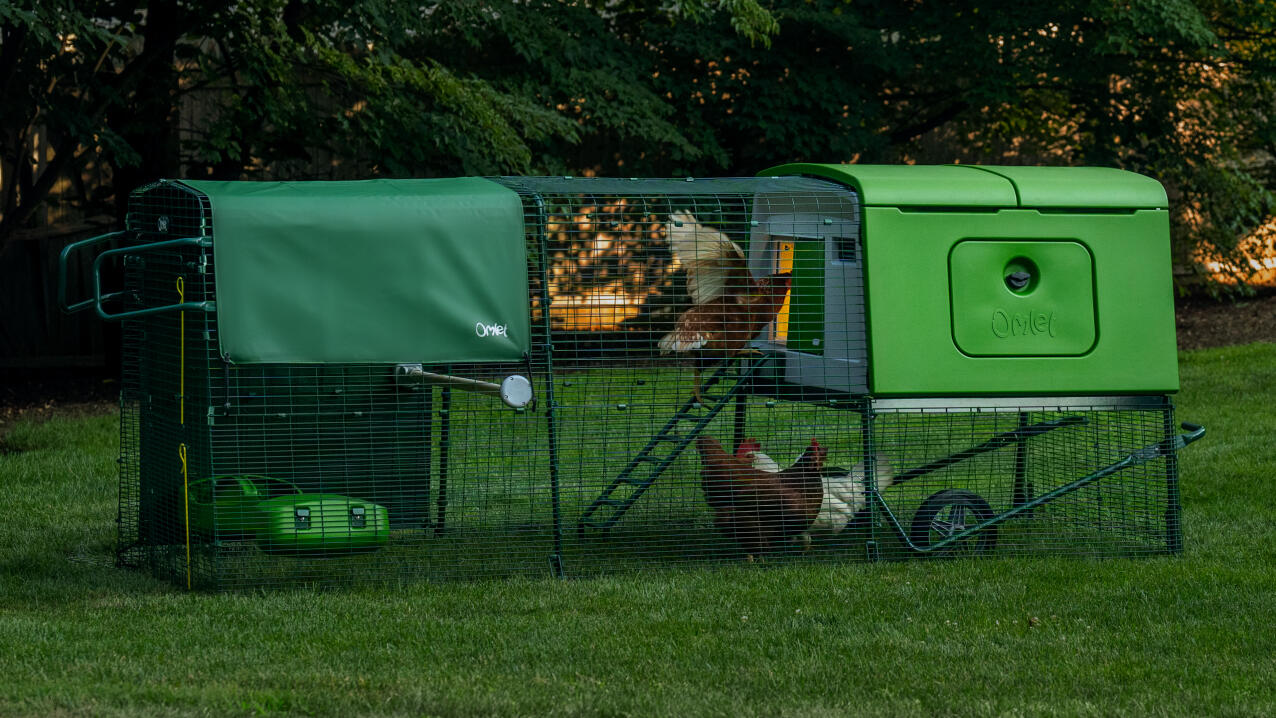 Høns i et Eglu Cube hønsehus med løbegård i en have