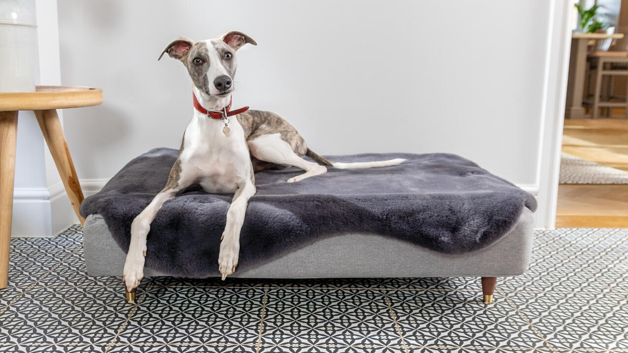 Greyhound ligger på en stor Topology hundeseng med gråt fåreskind som topmadras