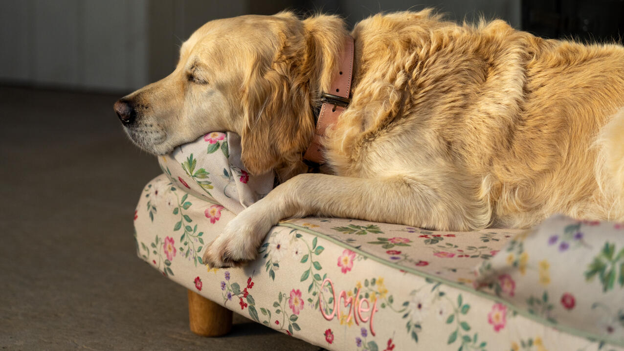 Golden Retriever sover på blomstret hundeseng med støttekant i Morning Meadow-print.