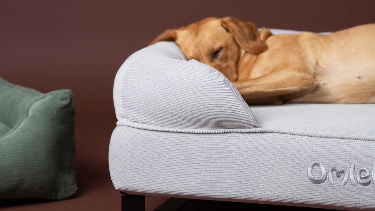 Nærbillede af labrador, der sover på hundeseng med støttekant i Corduroy Pebble-print.