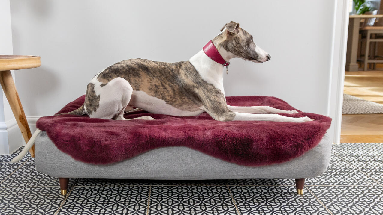 Greyhound på en Topology hundeseng med en lilla fåreskindstopning