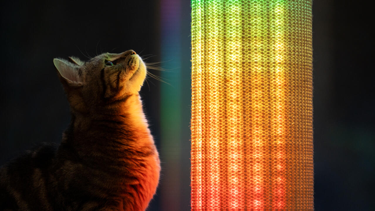 Katten ser regnbuefarvet lys på Switch-kradsetræet