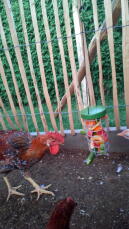 En kylling, der hakker i en Caddi Godbid med grøntsager i.