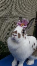Kanin med blomst på hovedet