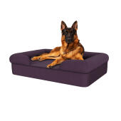 Hund sidder på plum lilla stor skumgummi bolster hund seng