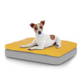 Hund sidder på en lille Topology hundeseng med sækkestøtte