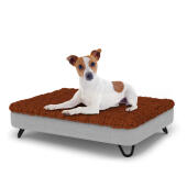 Hund sidder på en lille Topology hundeseng med mikrofiber top og sorte metal hårnåle fødder