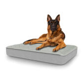 Hund sidder på en stor Topology hundeseng med quiltet top