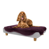Cocker i den mellemstore Topology hundeseng