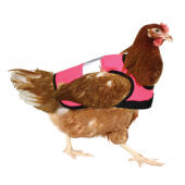 Kylling iført en lyserød sikkerhedsjakke