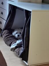 Hund sover i Fido Nook  hund kasse møbler