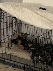 En God sovende i en Omlet hundekasse
