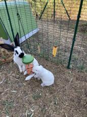 Grønt Eglu kaninbur og løbegård med kaniner, der spiser Godbidder fra Caddi Godbidsholder