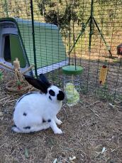 Kaniner spiser salat fra en Caddi Godbidsholder i en løbegård