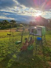 Mine piger har haft deres allerførste dag i deres nye stald! vi har siden sat et hegn op omkring den, så de har Got masser af gårdsplads at gå rundt i om dagen. de elsker det!
