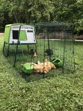 Et stort grønt Eglu Cube hønsehus med en løbegård og masser af brune høns indenfor