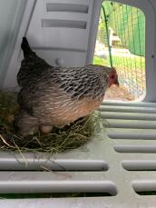 En høne, der dækker sine æg i sin hønsegård