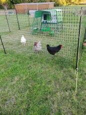En hønsegård og tre høns i deres hegn