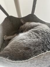 En grå kat, der hvilende sover i hængekøjen på sit indendørs kattetræ