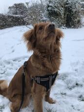 En brun hund stod i Snow på en gåtur