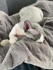En grå killing, der nyder sit tæppe