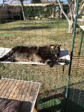 Kat ligger på Omlet stof kattehylde i Omlet catio