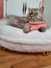 Kat sidder på Omlet Maya kat donut seng med Gold hårnåle fødder