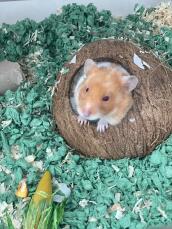 Vores hamster hulk elsker sin nye kokosnøddehytte