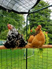 To kyllinger på en siddepind i et indhegnede område