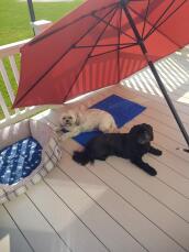 To hunde nyder deres friske kølemåtte i sommervarmen