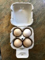 4 æg fra 4 silkier i dag ! den perfekte dag til den bedste 4 æggeboks ! vi er glade silkeholdere ! 