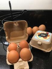 Glade høns fra Eglu hjem lægger sunde æg!