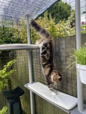 En kat, der bruger sit udendørs kattetræ
